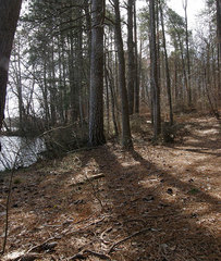 Butyrea luteoalba