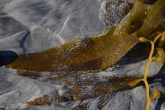 Macrocystis pyrifera