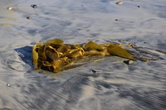 Macrocystis pyrifera