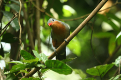 Zanclostomus javanicus