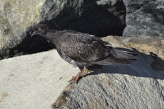 Columba livia domestica