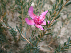Reaumuria alternifolia
