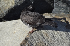Columba livia domestica