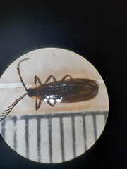 Leptoceletes basalis