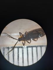 Leptoceletes basalis