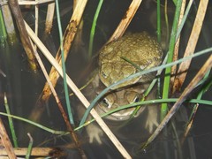 Rhinella arenarum