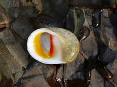 Nerita erythrostoma