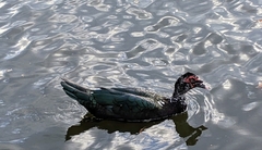 Cairina moschata domestica