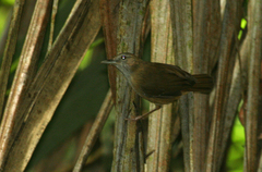 Malacocincla sepiaria