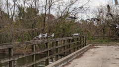 Leucophaeus atricilla