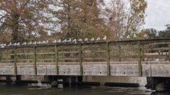 Leucophaeus atricilla