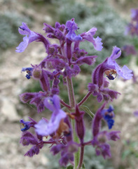 Nepeta grandiflora
