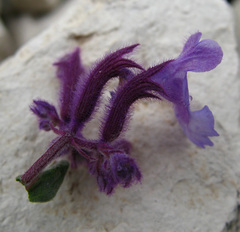 Nepeta grandiflora