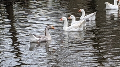 Anser anser domesticus × anser cygnoides domesticus