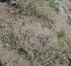 Centaurea arenaria