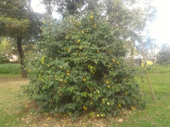 Abutilon × hybridum