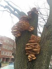 Pleurotus