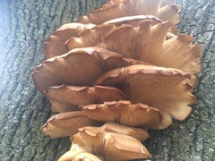 Pleurotus