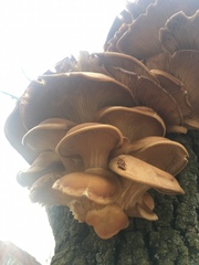 Pleurotus