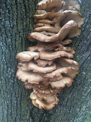 Pleurotus