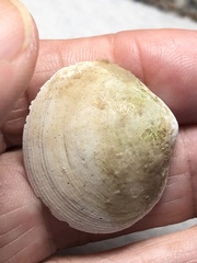 Semele proficua