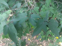 Abutilon × hybridum