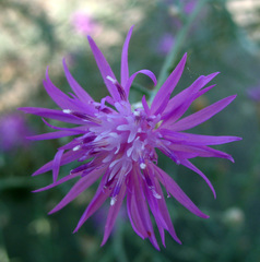Centaurea arenaria