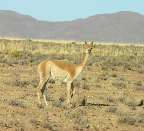 Vicuna