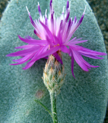 Centaurea arenaria