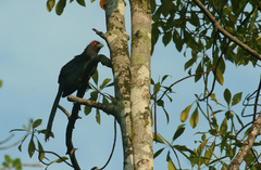 Phaenicophaeus sumatranus