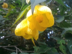 Abutilon × hybridum