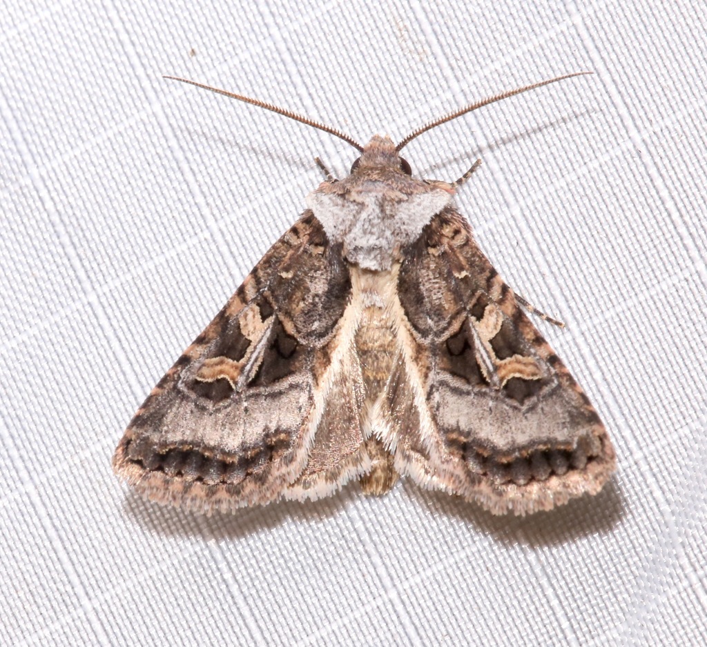 Hyperepia jugifera