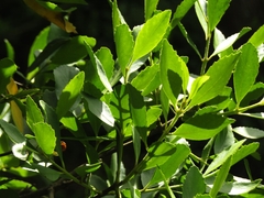 Laurelia sempervirens