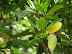 Laurelia sempervirens