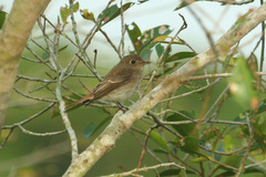 Muscicapa williamsoni