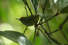 Phyllergates cucullatus