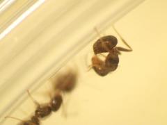 Brachymyrmex patagonicus