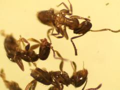 Brachymyrmex patagonicus
