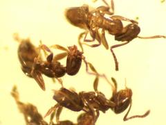 Brachymyrmex patagonicus