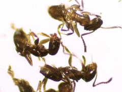 Brachymyrmex patagonicus