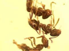 Brachymyrmex patagonicus