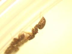 Brachymyrmex patagonicus