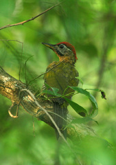 Picus vittatus