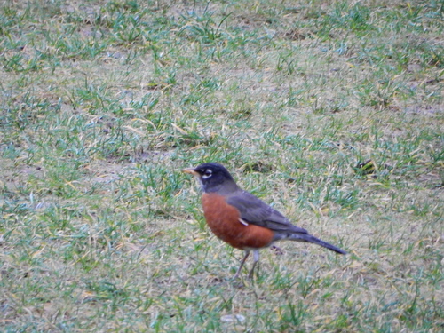 American Robin photographed in Washington