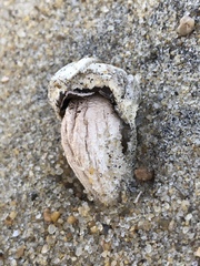 Laccaria trullisata