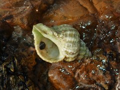 Coralliophila squamosissima