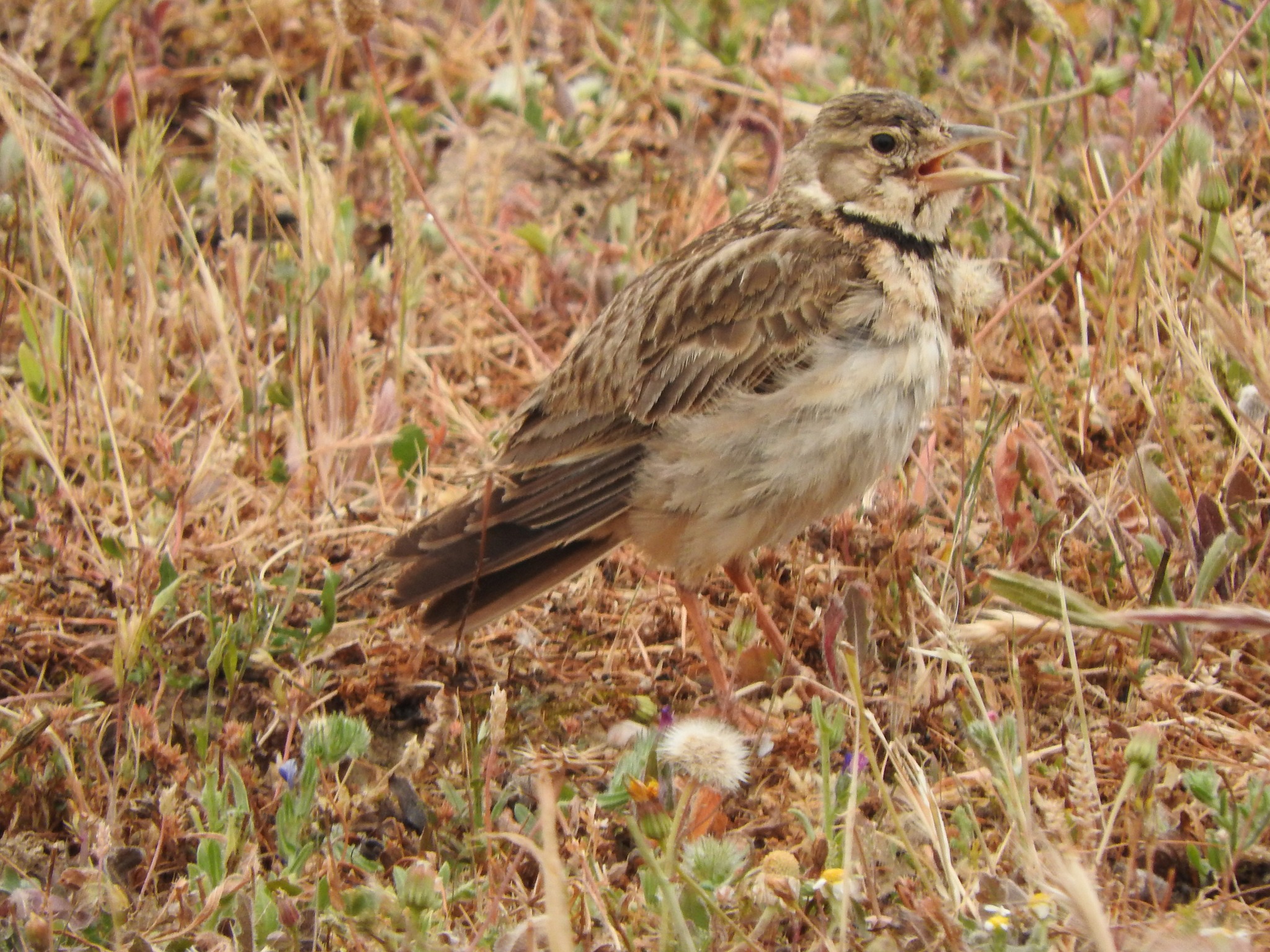 Calandra Lark