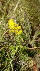Solidago tortifolia
