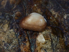 Striarca pisolina