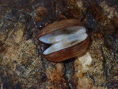 Striarca pisolina